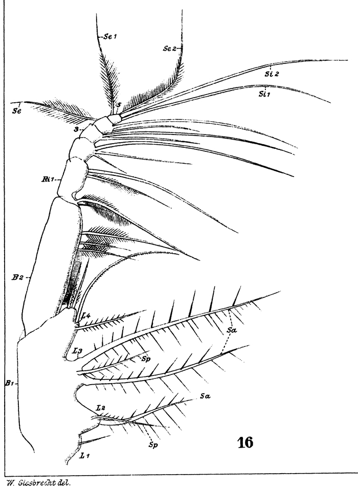 Espèce Centropages typicus - Planche 12 de figures morphologiques