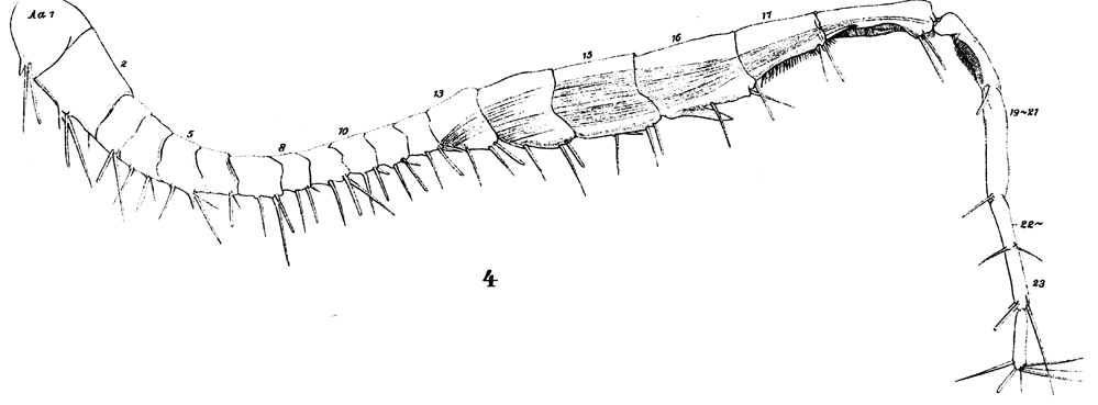 Espèce Centropages typicus - Planche 16 de figures morphologiques