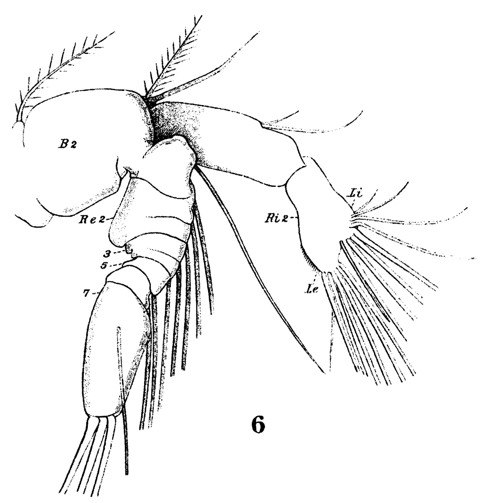 Espèce Centropages typicus - Planche 17 de figures morphologiques