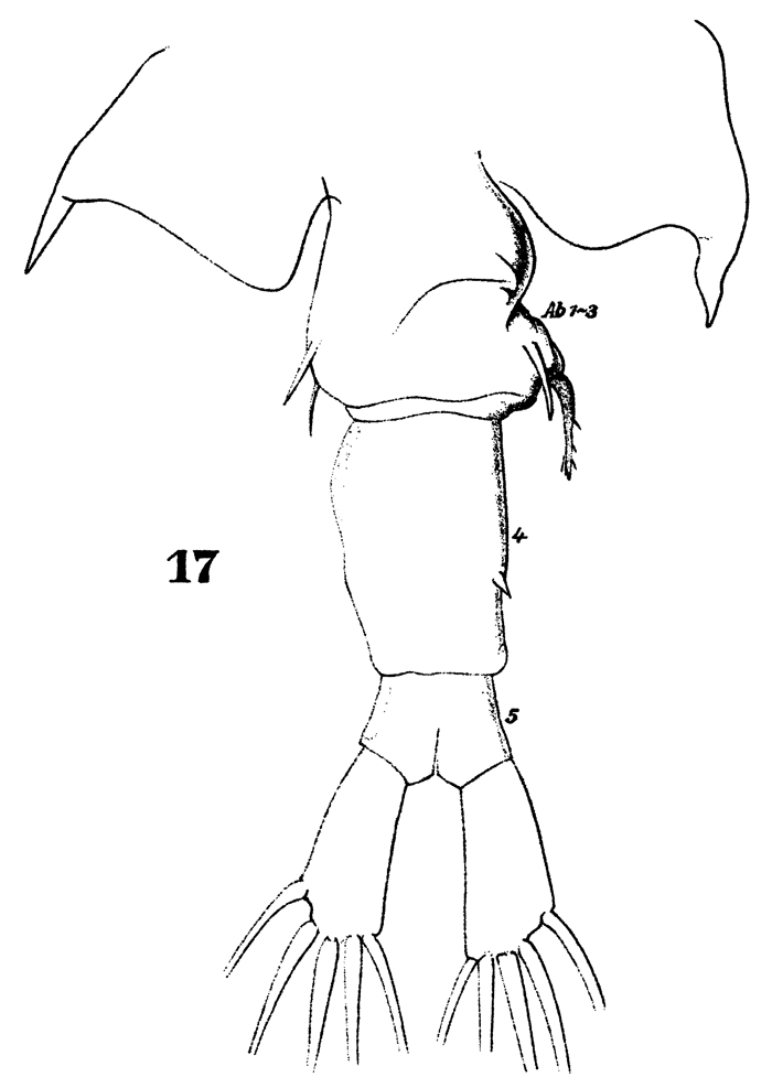 Espèce Centropages brachiatus - Planche 13 de figures morphologiques