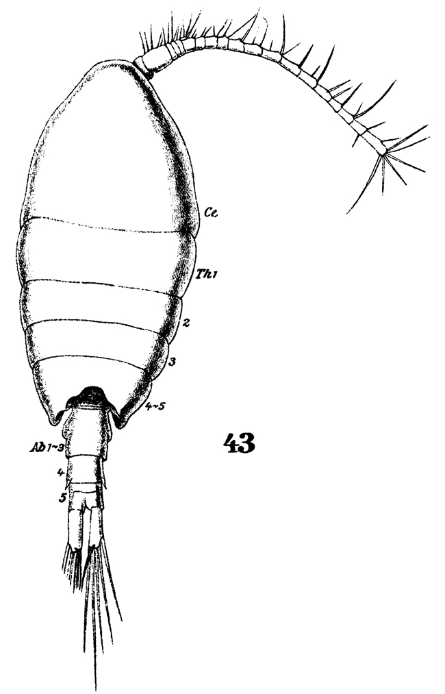 Espèce Parapontella brevicornis - Planche 8 de figures morphologiques
