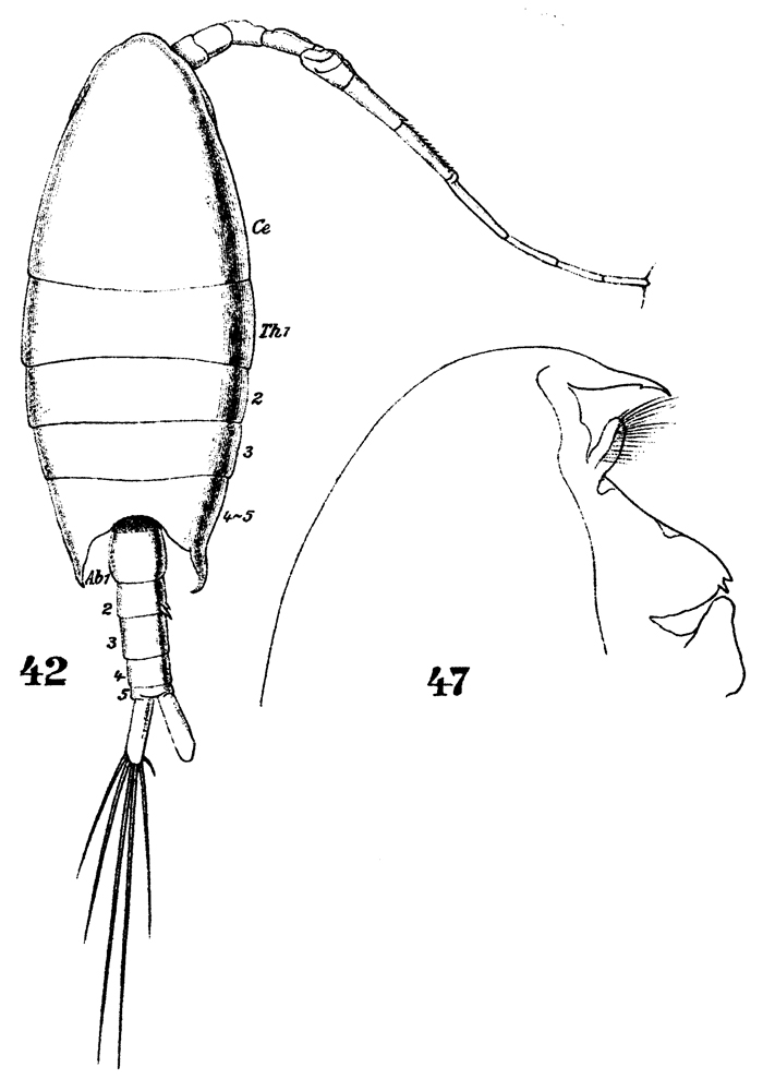 Espce Calanopia elliptica - Planche 14 de figures morphologiques