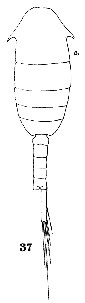 Espèce Lucicutia clausi - Planche 16 de figures morphologiques