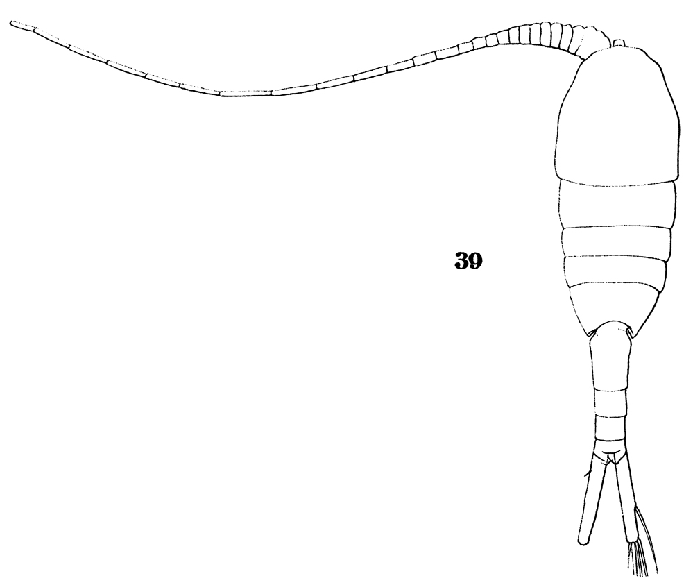 Espèce Lucicutia longicornis - Planche 5 de figures morphologiques