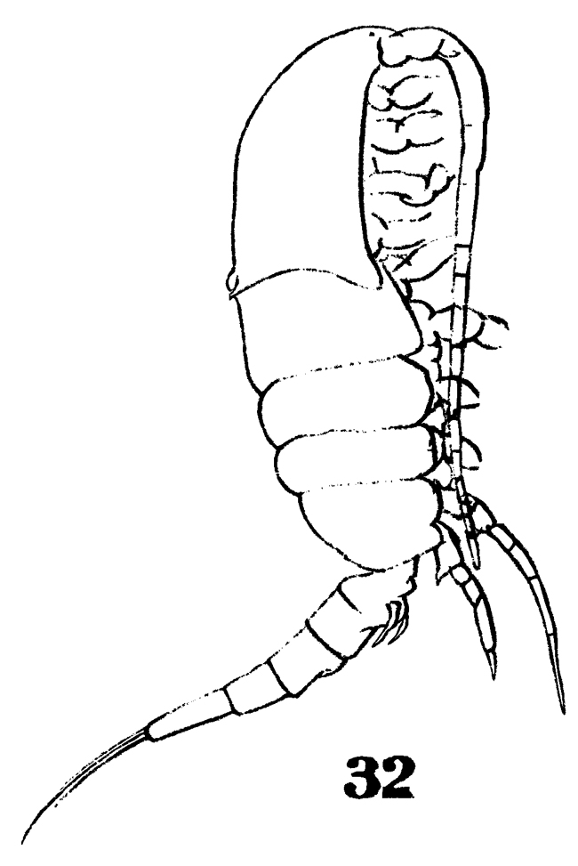 Espce Isias clavipes - Planche 4 de figures morphologiques
