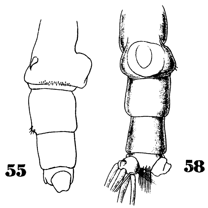 Species Undeuchaeta plumosa - Plate 17 of morphological figures