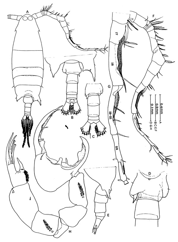 Species Labidocera javaensis - Plate 3 of morphological figures