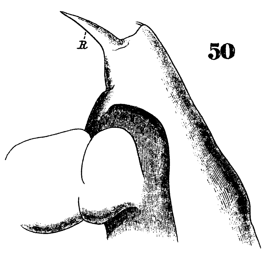 Species Euchaeta spinosa - Plate 14 of morphological figures