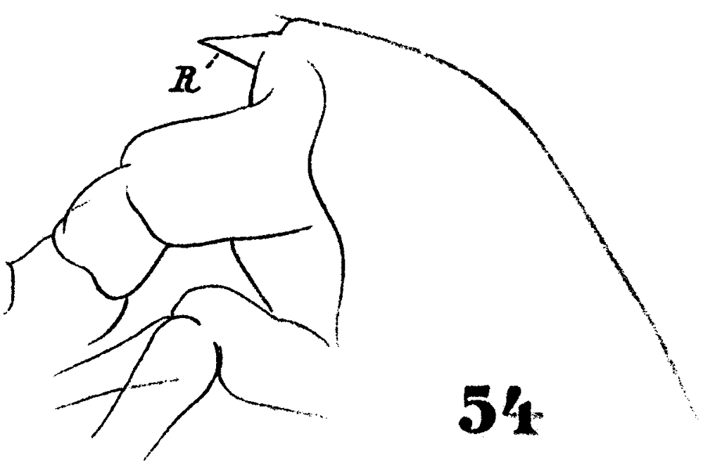 Espèce Paraeuchaeta hebes - Planche 8 de figures morphologiques