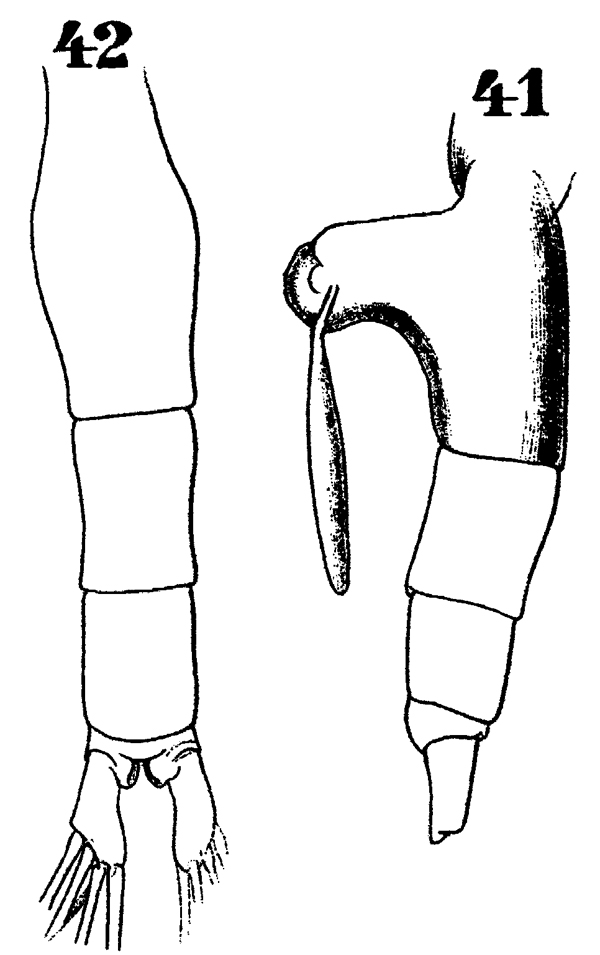 Espce Paraeuchaeta grandiremis - Planche 3 de figures morphologiques