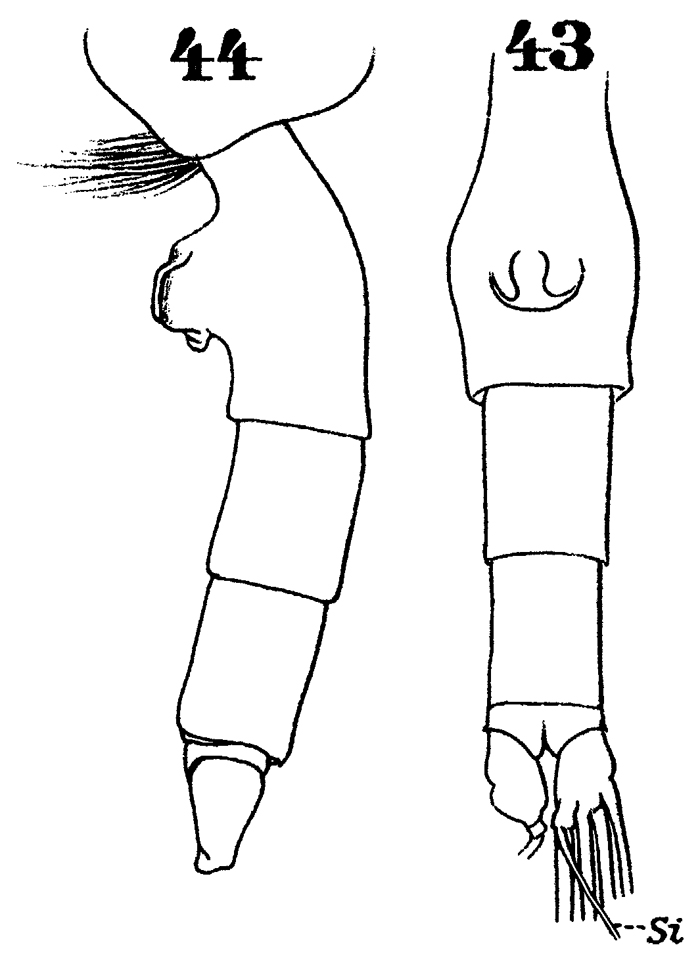 Espce Paraeuchaeta flava - Planche 1 de figures morphologiques