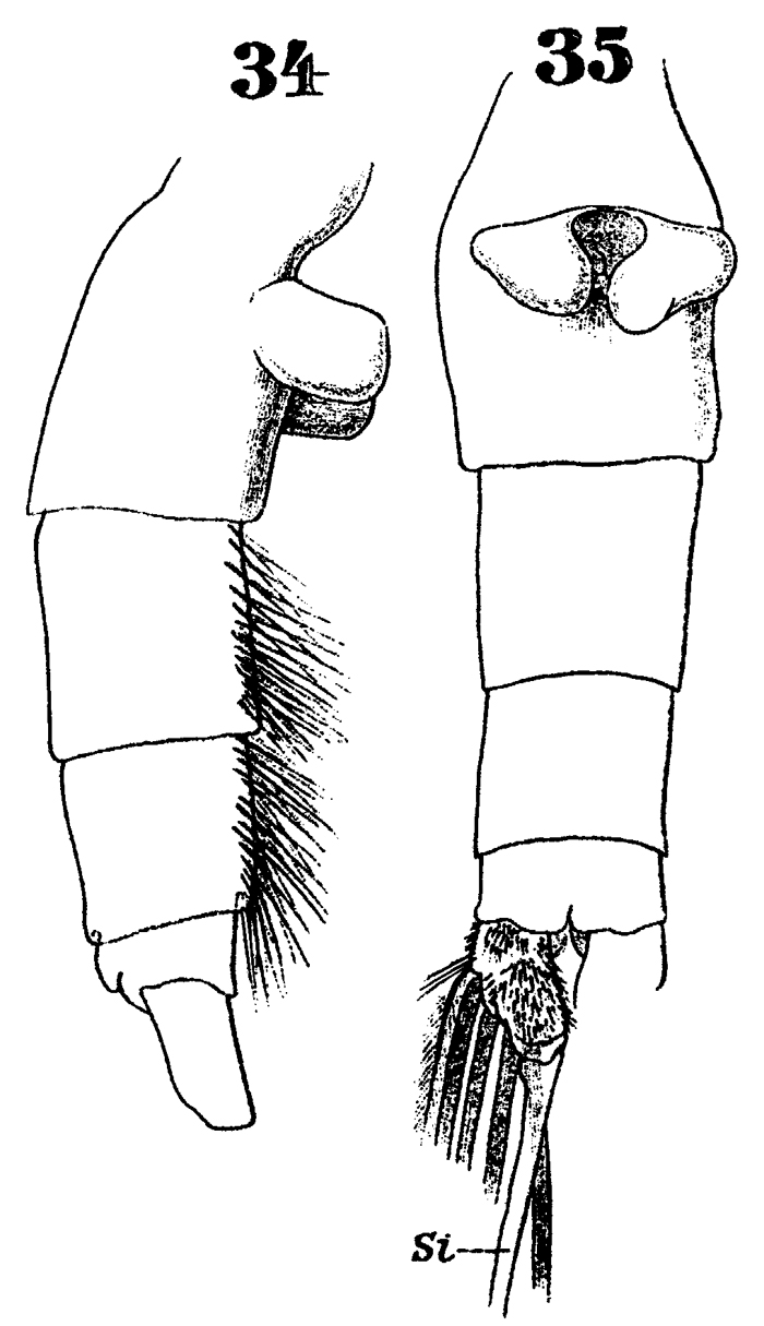 Espce Euchaeta spinosa - Planche 15 de figures morphologiques