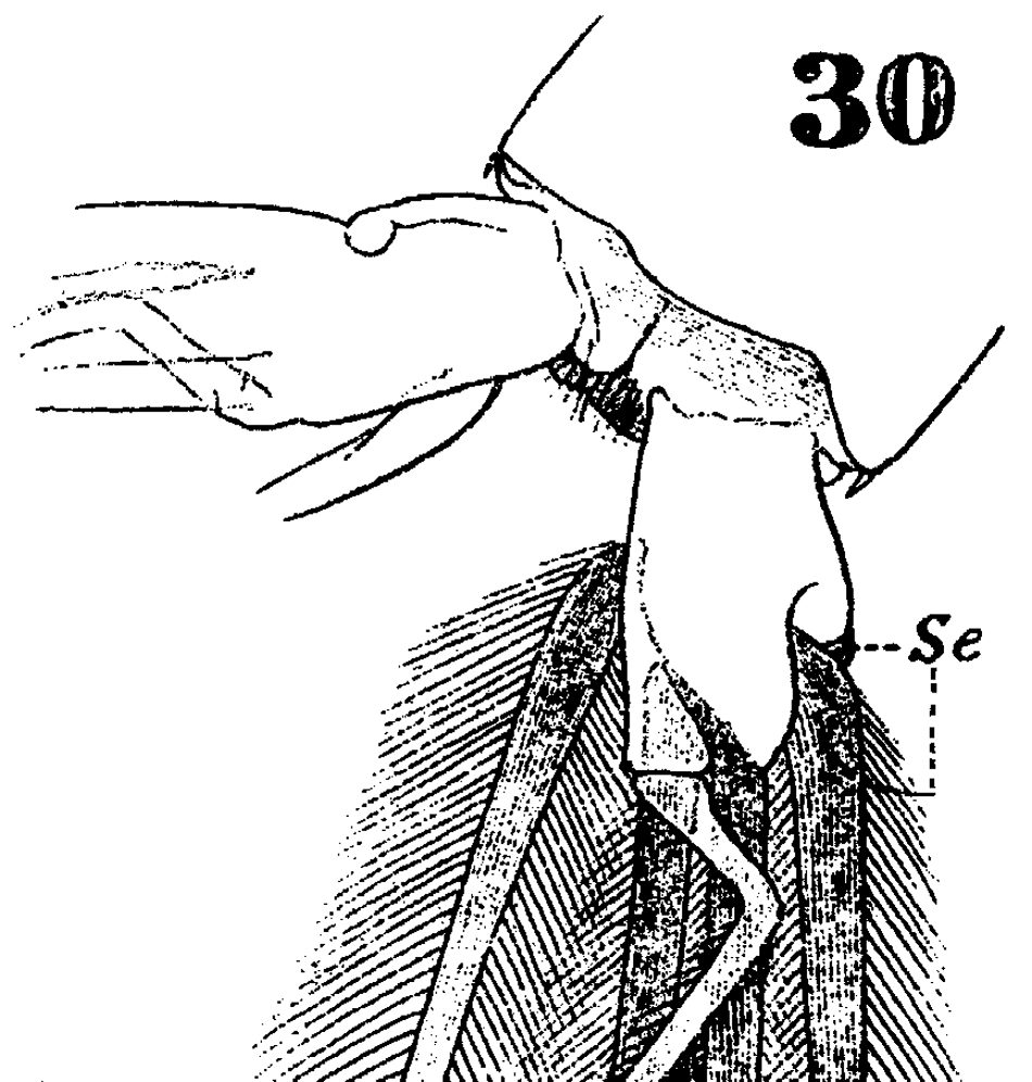 Espèce Euchaeta marina - Planche 17 de figures morphologiques