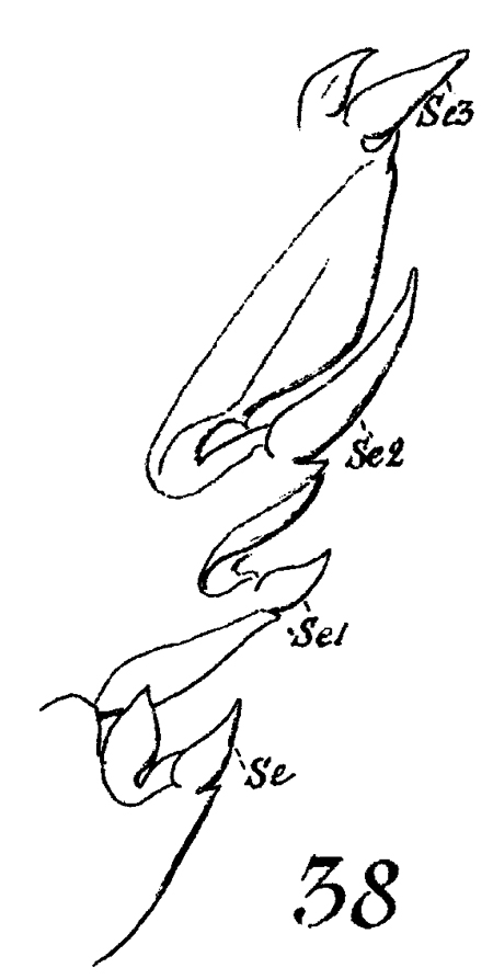 Espèce Paraeuchaeta hebes - Planche 14 de figures morphologiques