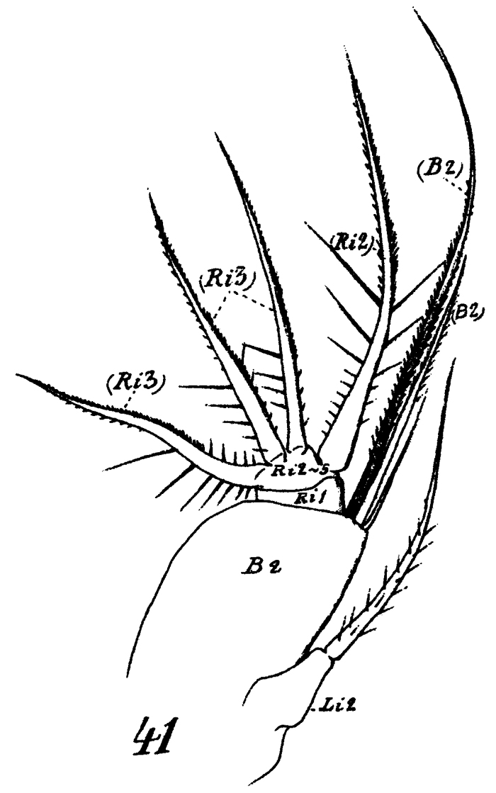 Espèce Euchaeta marina - Planche 21 de figures morphologiques