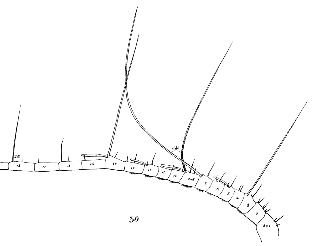 Espèce Euchaeta marina - Planche 18 de figures morphologiques