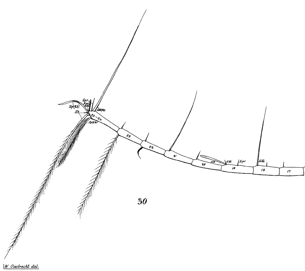 Espèce Euchaeta marina - Planche 19 de figures morphologiques