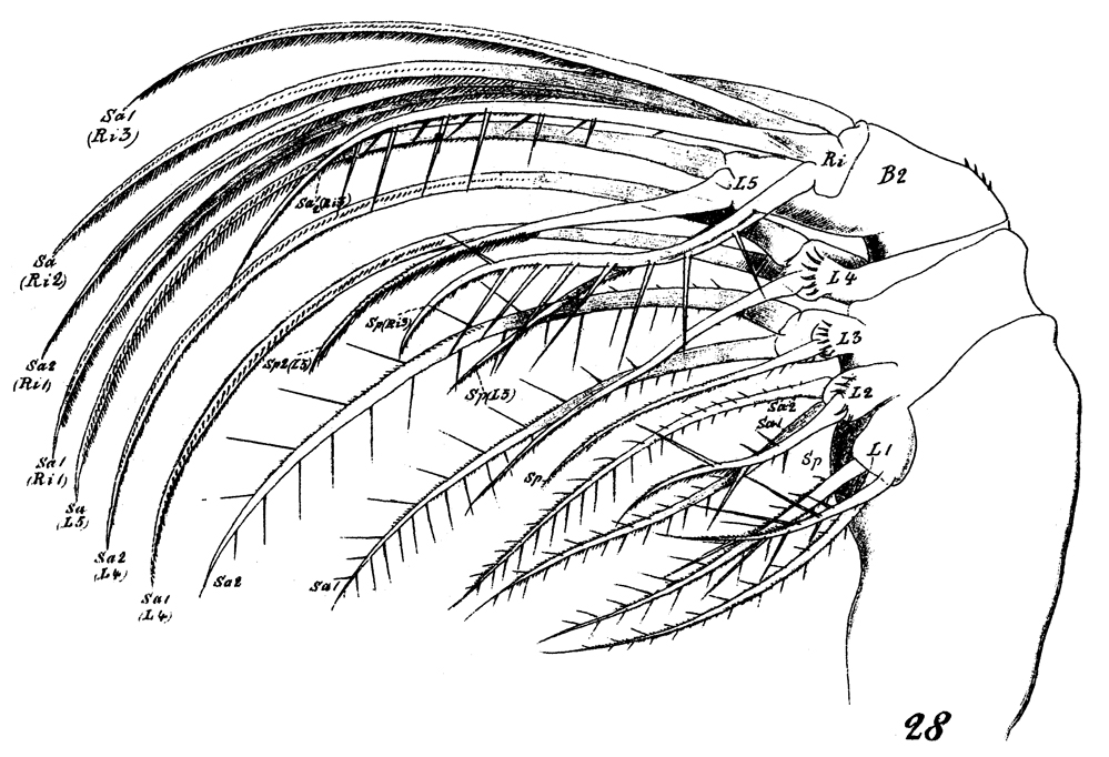 Espèce Euchaeta marina - Planche 22 de figures morphologiques