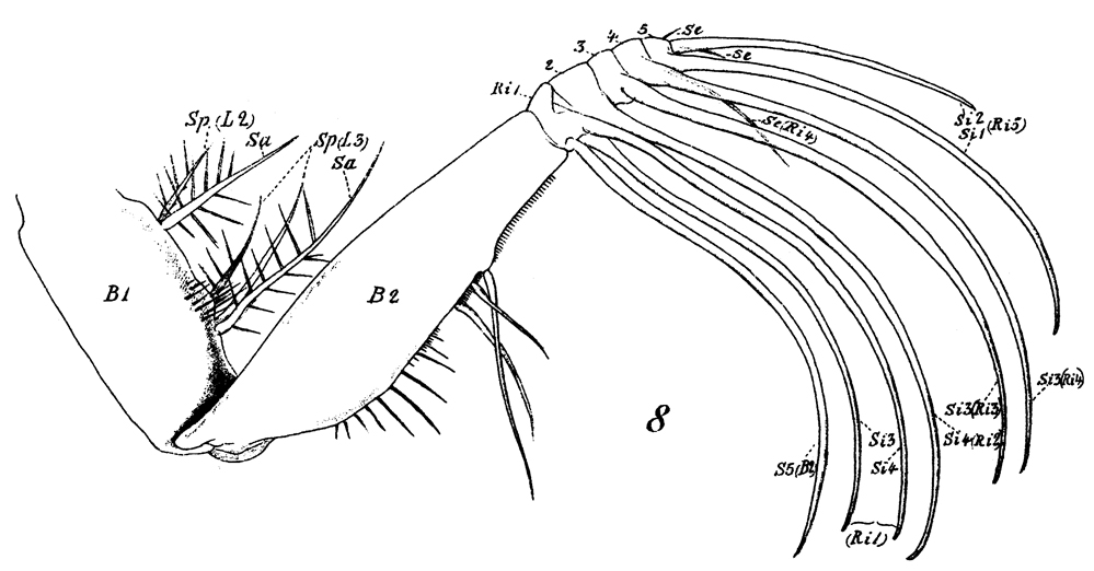 Espèce Euchaeta marina - Planche 23 de figures morphologiques