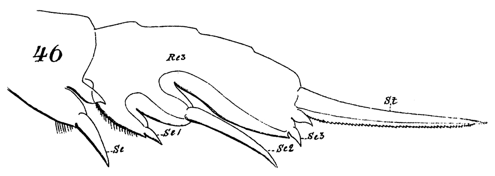 Espèce Euchaeta marina - Planche 25 de figures morphologiques