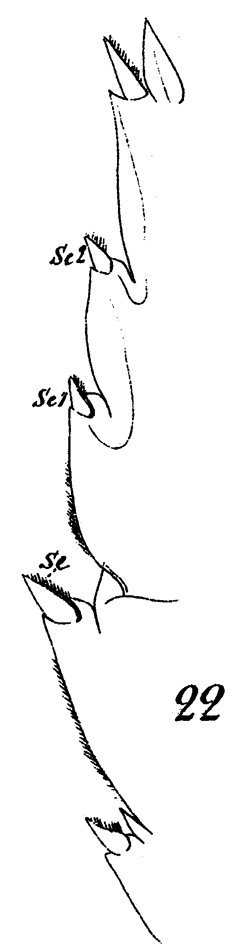 Espèce Euchaeta marina - Planche 27 de figures morphologiques