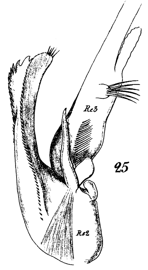 Species Euchaeta marina - Plate 30 of morphological figures