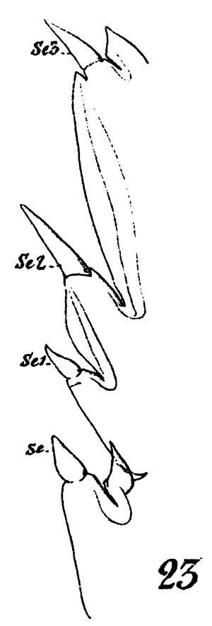 Espèce Euchaeta marina - Planche 32 de figures morphologiques