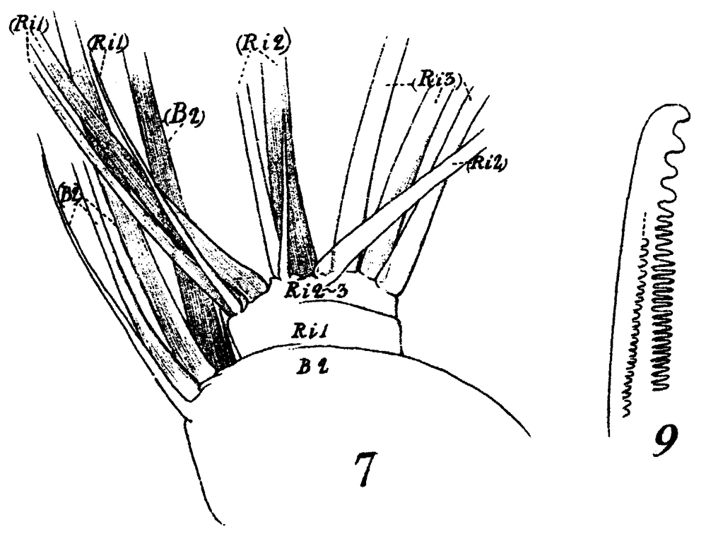 Espce Paraeuchaeta norvegica - Planche 16 de figures morphologiques
