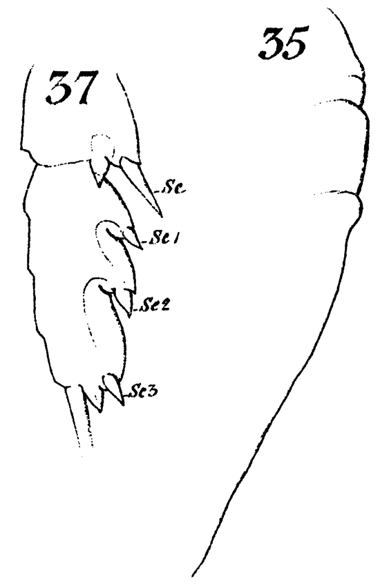 Species Euchaeta longicornis - Plate 8 of morphological figures
