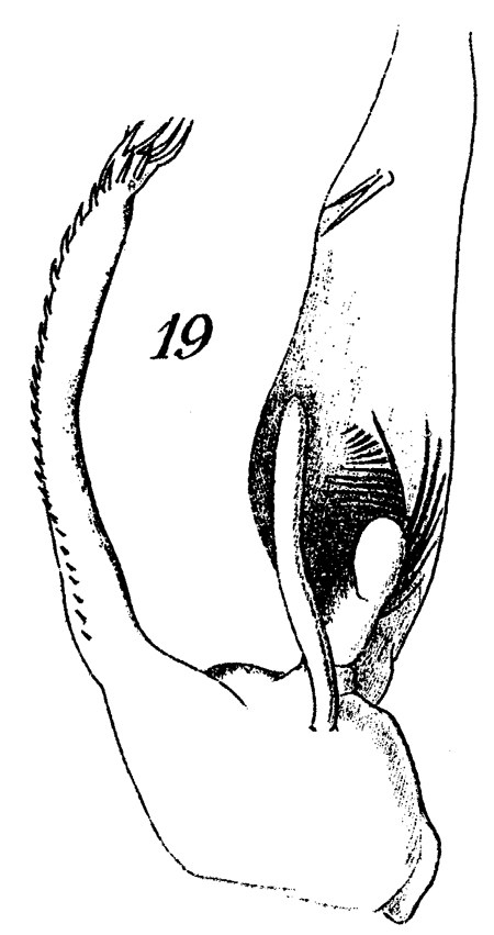 Species Euchaeta concinna - Plate 23 of morphological figures
