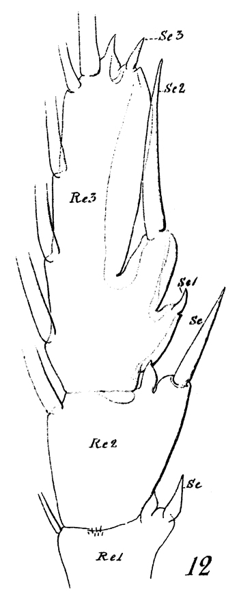 Species Euchaeta spinosa - Plate 19 of morphological figures