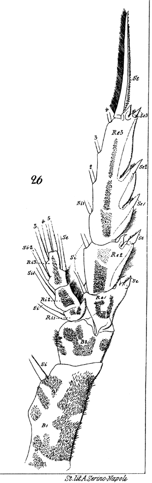 Espce Euchaeta spinosa - Planche 20 de figures morphologiques