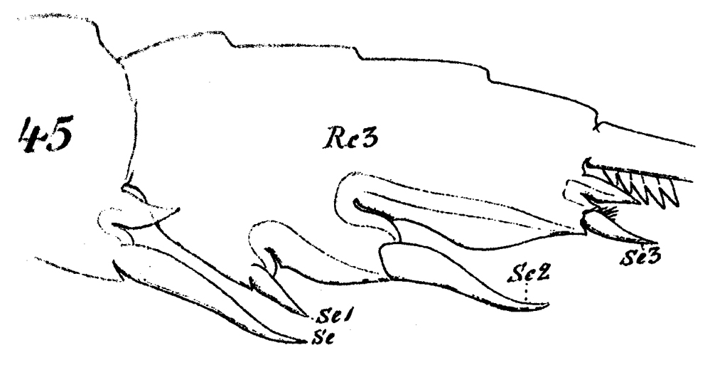 Espce Paraeuchaeta flava - Planche 2 de figures morphologiques