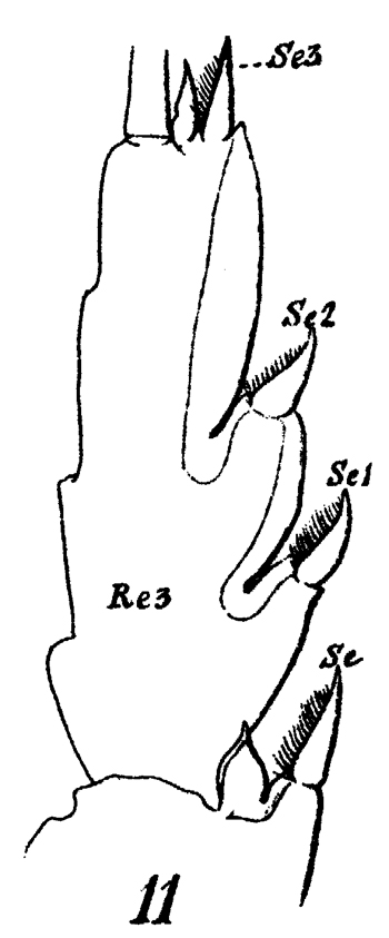 Espce Paraeuchaeta grandiremis - Planche 5 de figures morphologiques