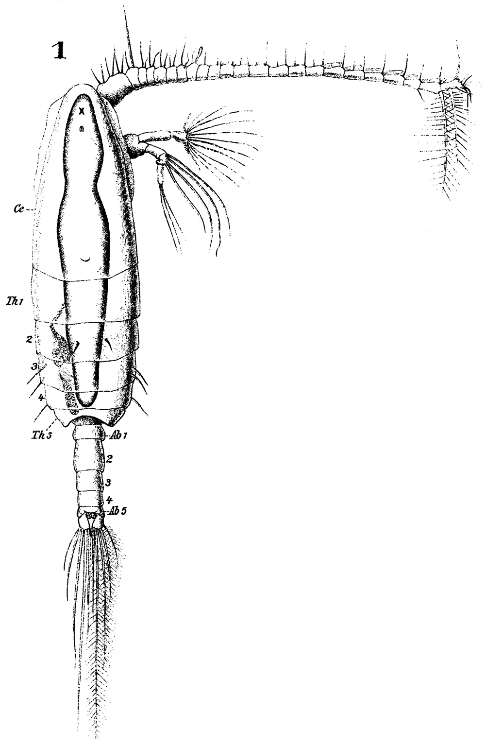 Espèce Neocalanus gracilis - Planche 22 de figures morphologiques