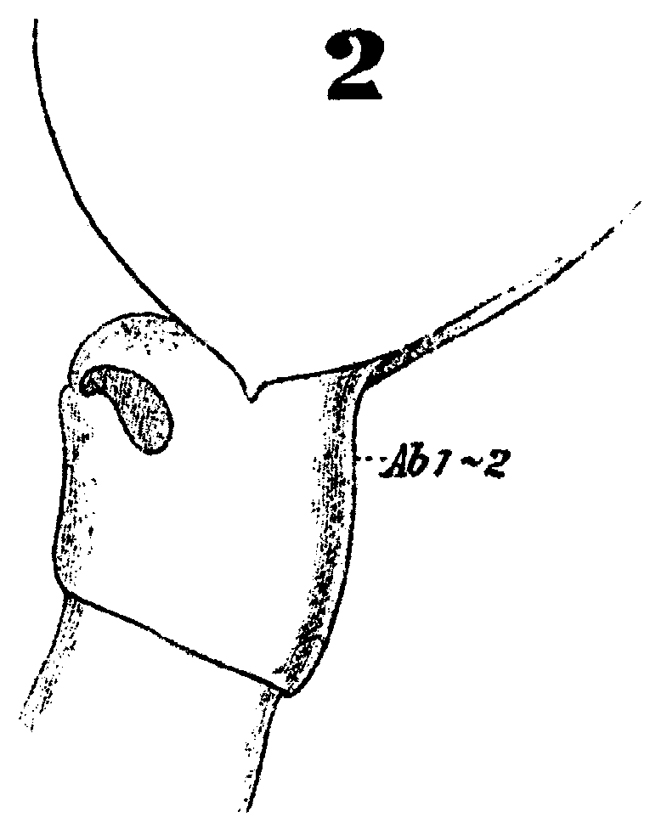 Espce Calanus hyperboreus - Planche 7 de figures morphologiques