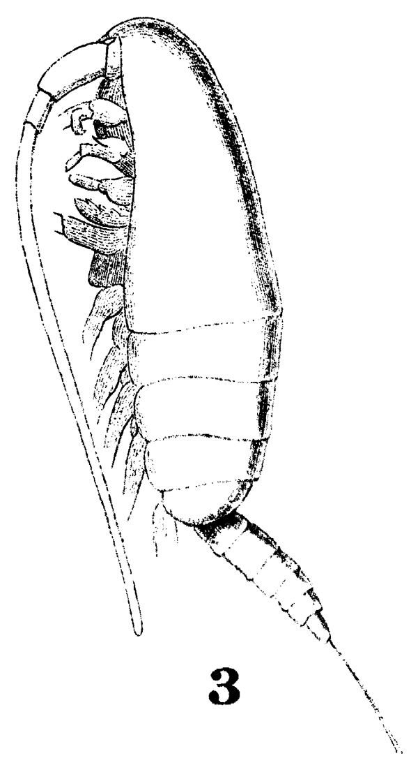 Espèce Nannocalanus minor - Planche 23 de figures morphologiques