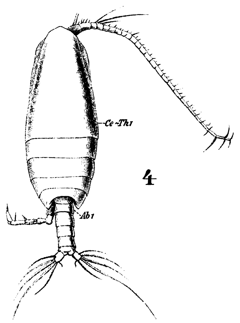 Species Canthocalanus pauper - Plate 8 of morphological figures