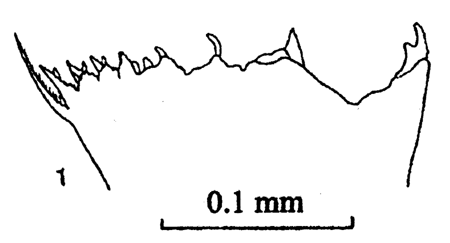 Espèce Neocalanus gracilis - Planche 23 de figures morphologiques