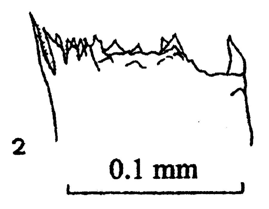 Espce Pareucalanus sewelli - Planche 10 de figures morphologiques