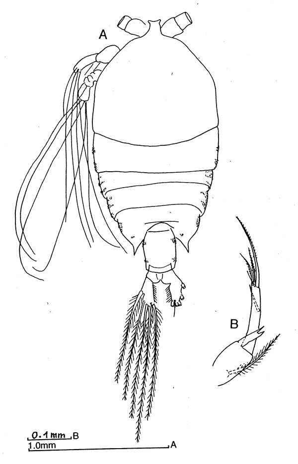 Espèce Pontellina plumata - Planche 2 de figures morphologiques