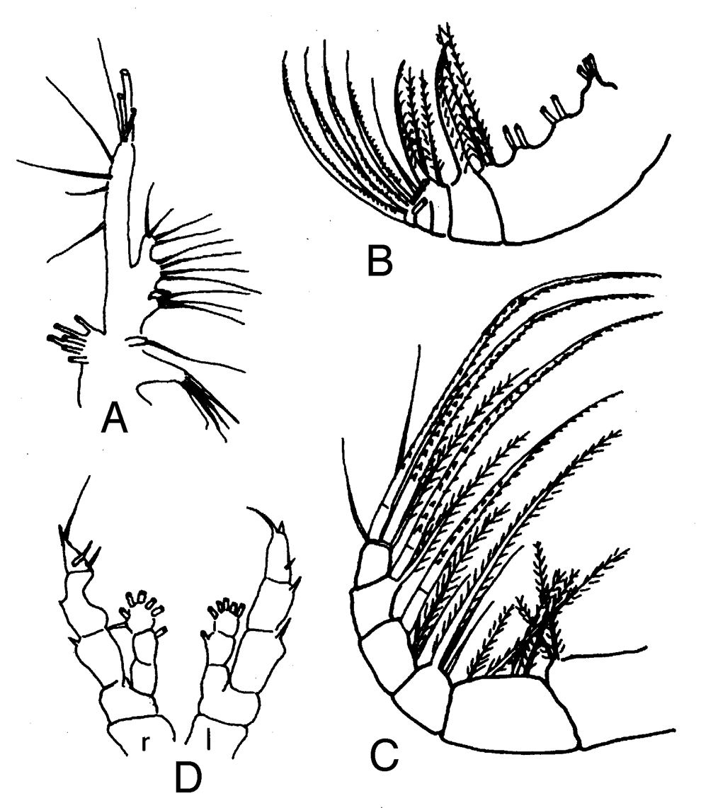 Espèce Haloptilus plumosus - Planche 1 de figures morphologiques
