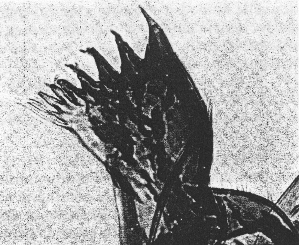 Espèce Monacilla typica - Planche 19 de figures morphologiques