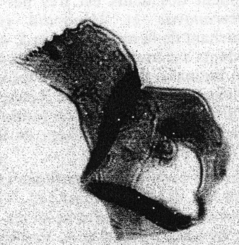 Espce Mecynocera clausi - Planche 19 de figures morphologiques