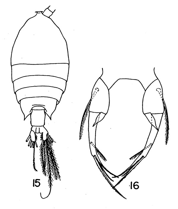 Espèce Pontellina plumata - Planche 1 de figures morphologiques