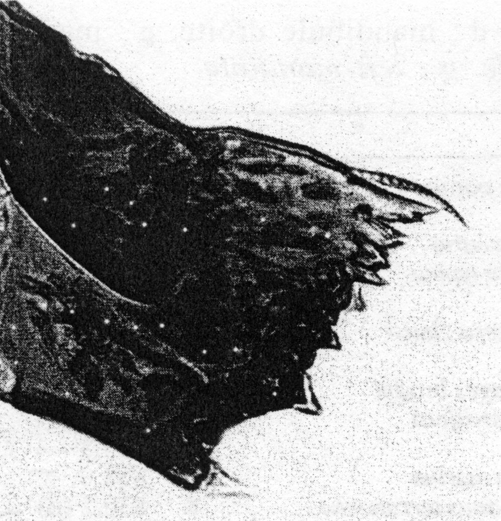 Species Pareucalanus sewelli - Plate 11 of morphological figures