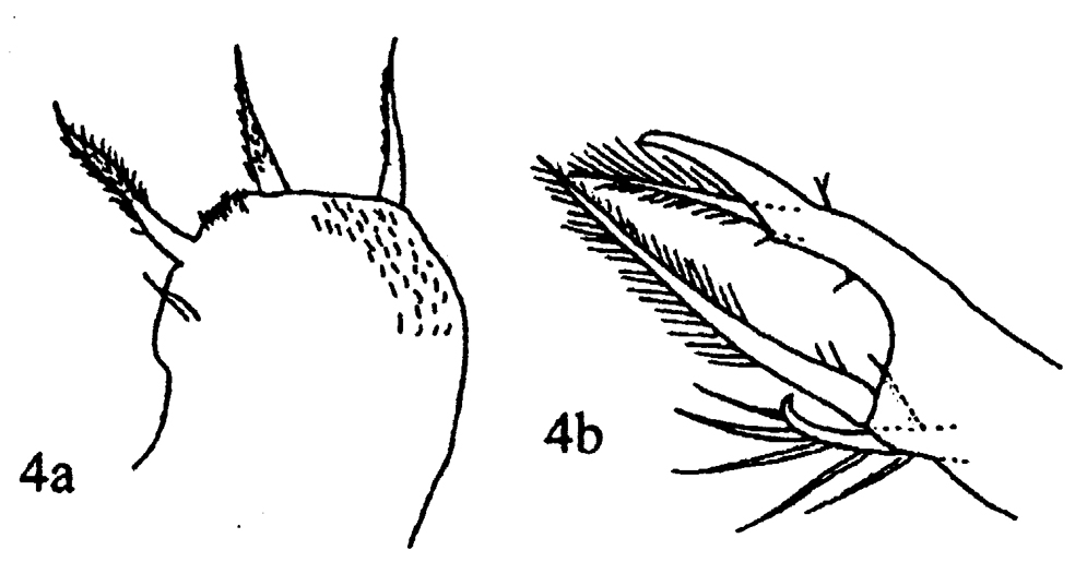 Species Copilia vitrea - Plate 4 of morphological figures