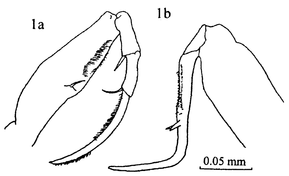 Espce Pontoeciella abyssicola - Planche 11 de figures morphologiques