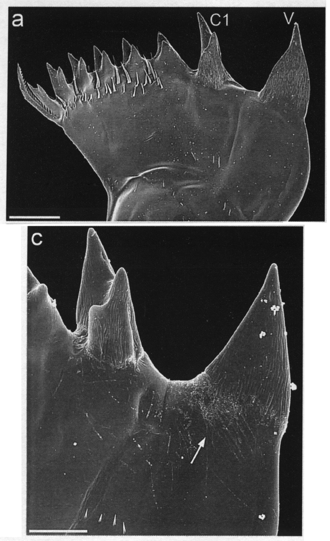 Espèce Centropages hamatus - Planche 6 de figures morphologiques