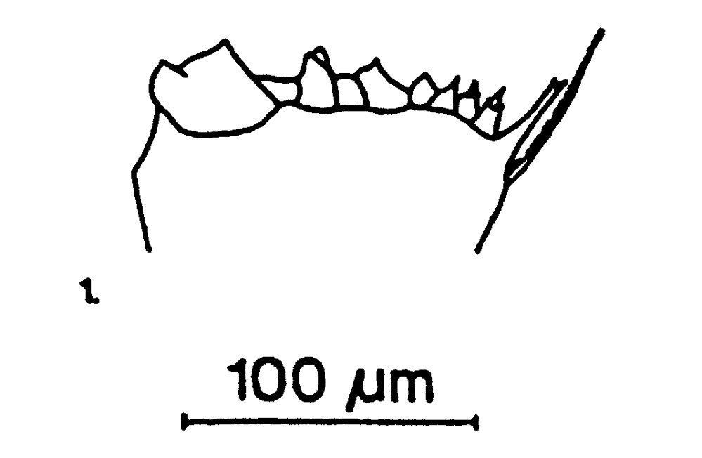 Espce Calocalanus pavo - Planche 15 de figures morphologiques